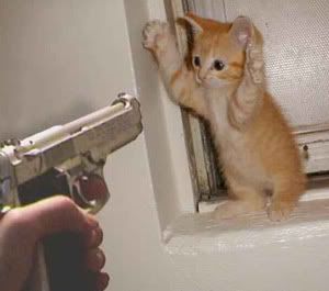 cat at gunpoint