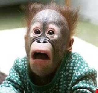 Freaked out monkey