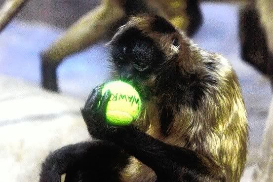 Monkey with a ball