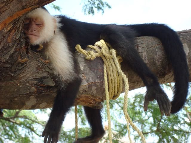 Monkey sleeping