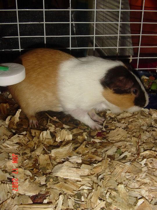 My guniea pig, Resea's Pictures, Images and Photos
