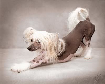 Gambar Chinese Crested Hairless Puppies