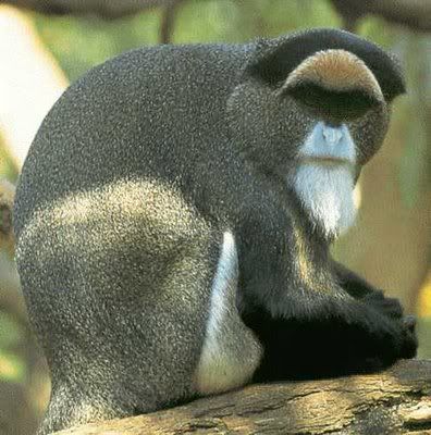 Gambar Monyet Debrazzas
