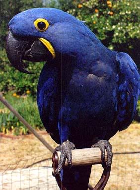 Gambar Hyacinth Macaw