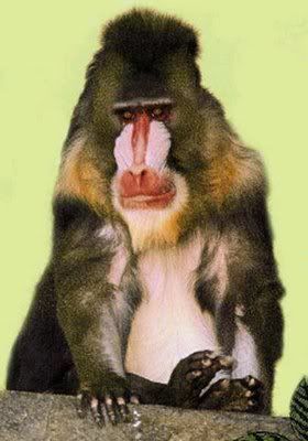 Gambar Mona Guenon