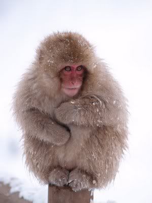 Gambar Snow Macaque