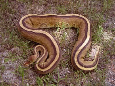 Gambar Striped Ball Python