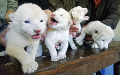 Gambar Anak Singa Putih (White Lion Cubs)