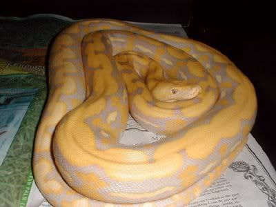 Gambar Lavender Albino Python (Betina)