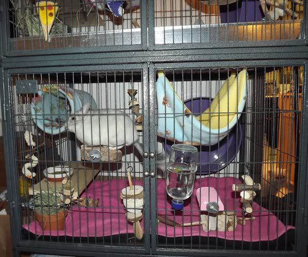 My Chinchillas cage set ups... Avian Avenue Parrot Forum