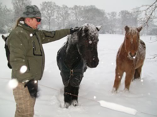 Boyfriend & snowy horses