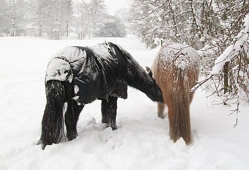 Horses playing in snow