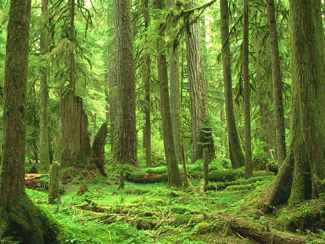 washington-rain-forest.png forest image by Elven-Archer