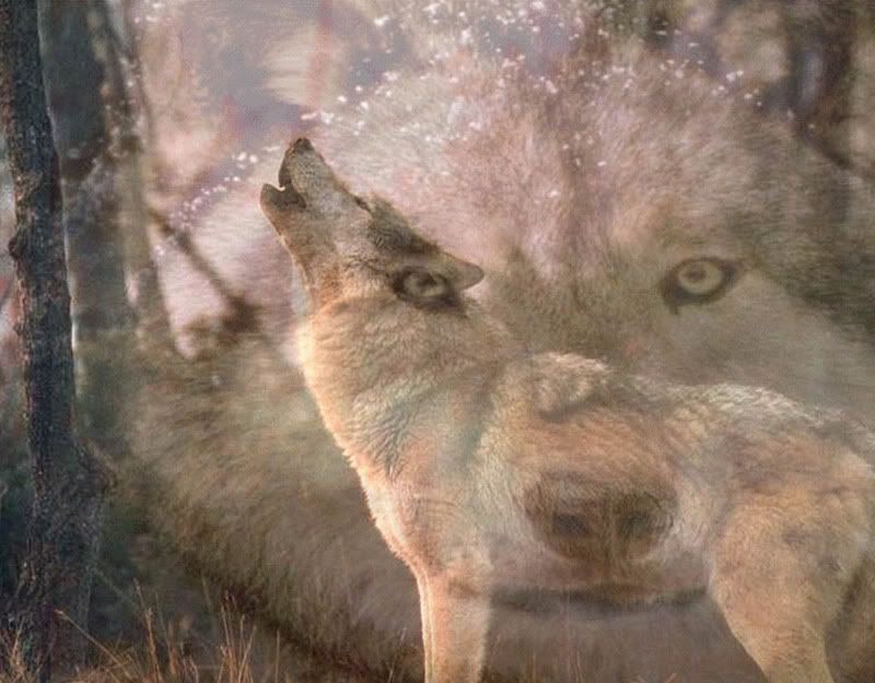 Pictures Of Wolves Howling. howling wolf wallpaper Image