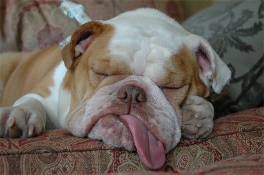 sleeping bulldog Pictures, Images and Photos