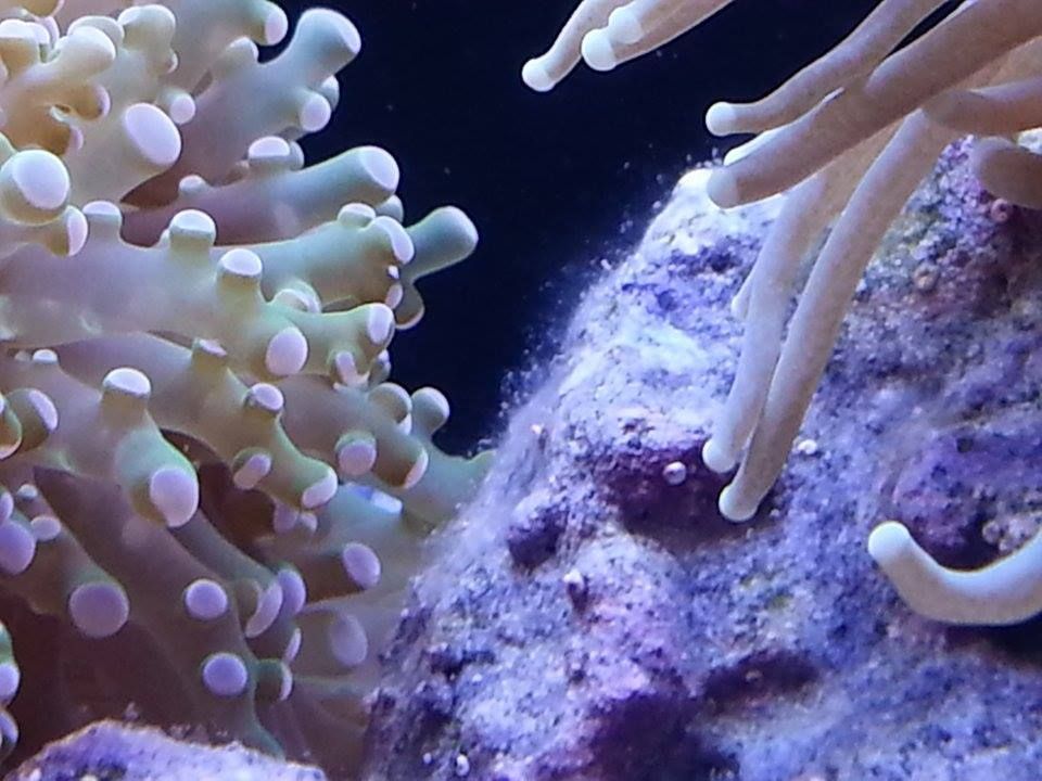 White Fuzzy Algae Help Reef Sanctuary
