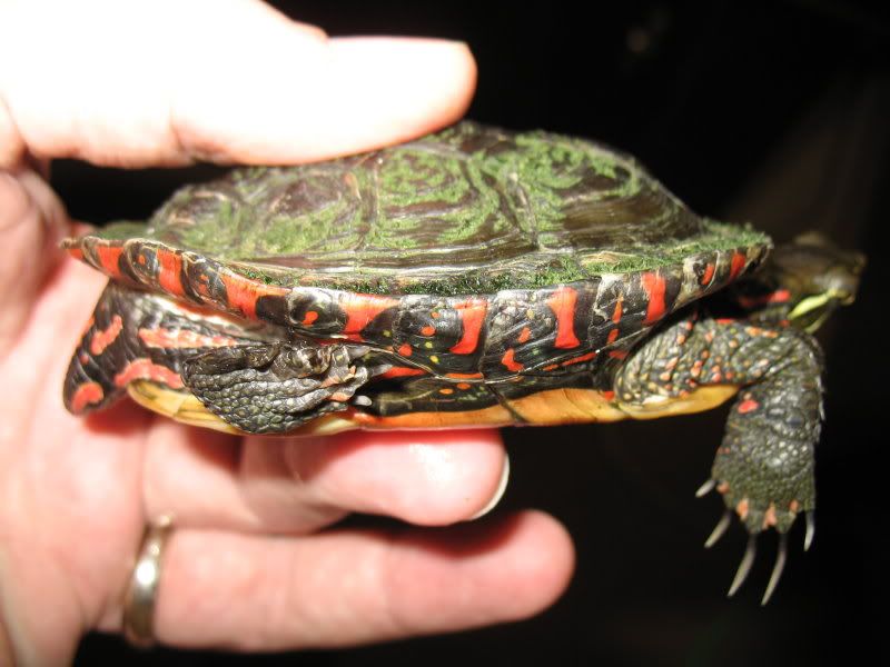 shell curl Basking Log Turtle Forum