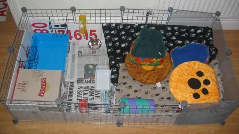 cavycage006.jpg