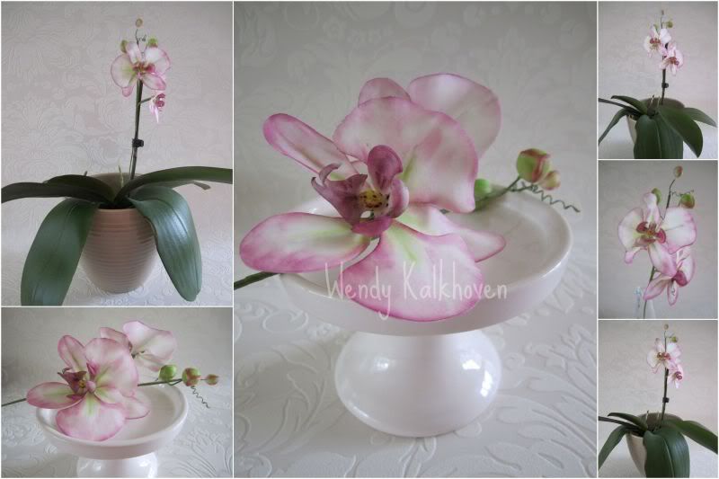 http://i95.photobucket.com/albums/l148/wendelien/31-5-2011suikerorchideemaandag30meimetnaamwatermerk.jpg