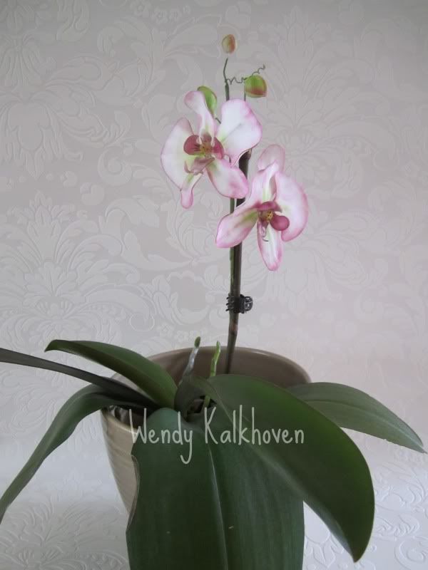 http://i95.photobucket.com/albums/l148/wendelien/suikerorchideemaandag30mei012metnaamwatermerk.jpg