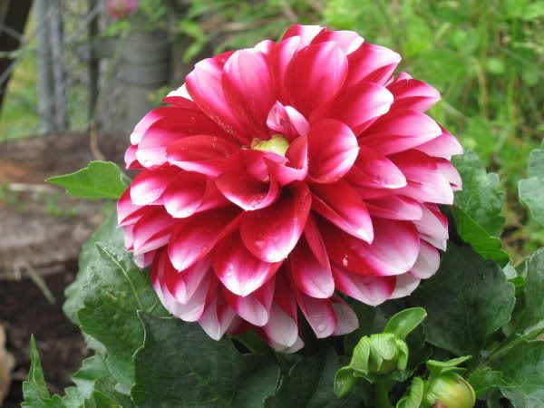 Photo Sharing and Video Hosting at Photobucket