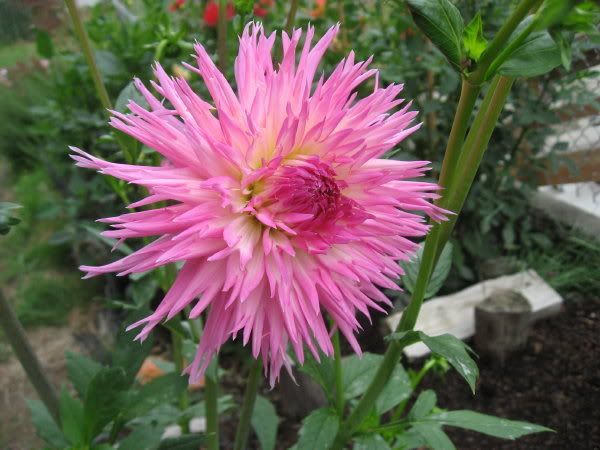 Photo Sharing and Video Hosting at Photobucket