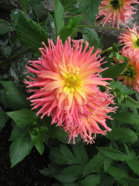 Photo Sharing and Video Hosting at Photobucket