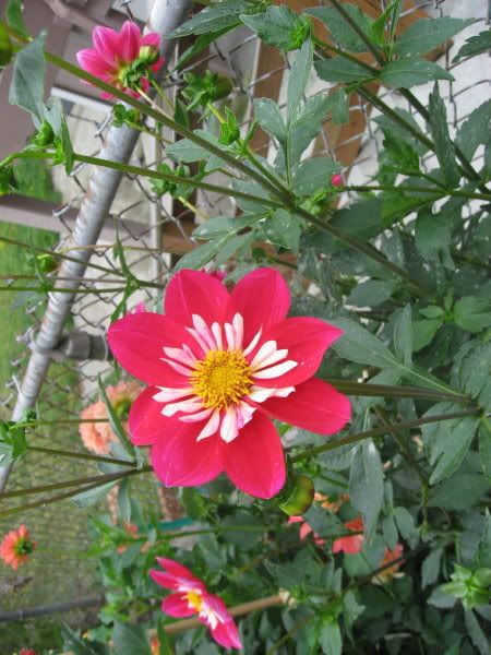 Photo Sharing and Video Hosting at Photobucket