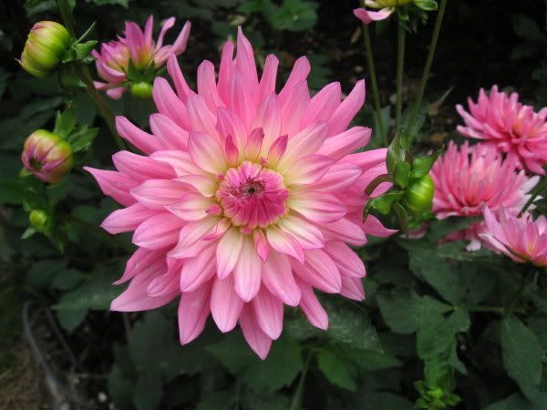 Photo Sharing and Video Hosting at Photobucket