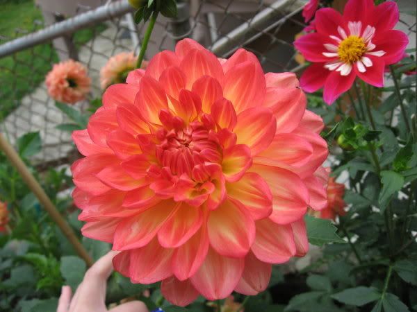 Photo Sharing and Video Hosting at Photobucket