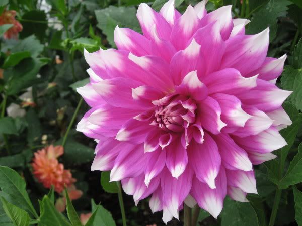 Photo Sharing and Video Hosting at Photobucket