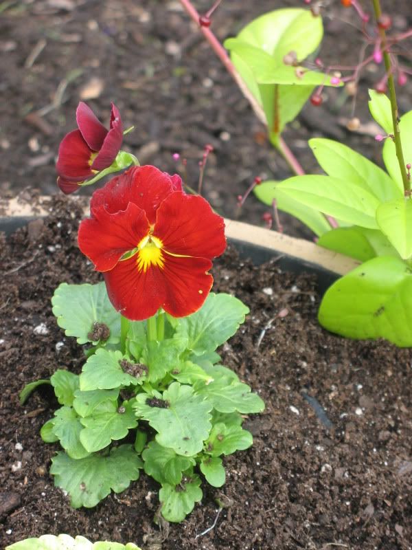 planting fall flowers