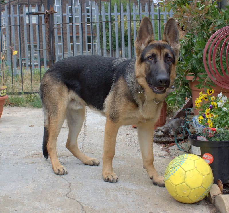 IMAGE: http://i95.photobucket.com/albums/l151/dirtbag-jnr/max/max001CR2.jpg