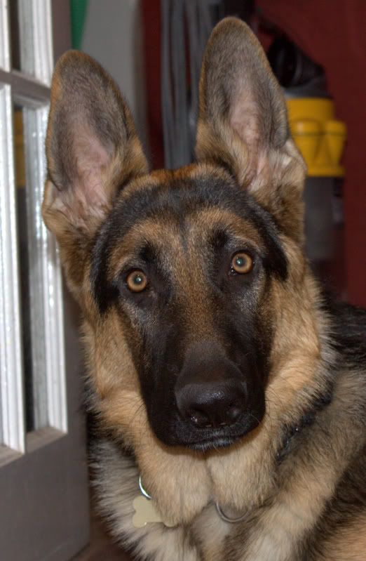 IMAGE: http://i95.photobucket.com/albums/l151/dirtbag-jnr/max/max016CR2.jpg