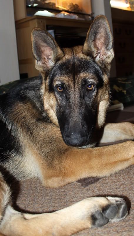 IMAGE: http://i95.photobucket.com/albums/l151/dirtbag-jnr/max/max020.jpg