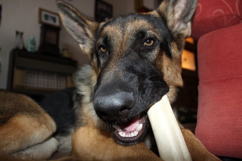 IMAGE: http://i95.photobucket.com/albums/l151/dirtbag-jnr/max/max026.jpg