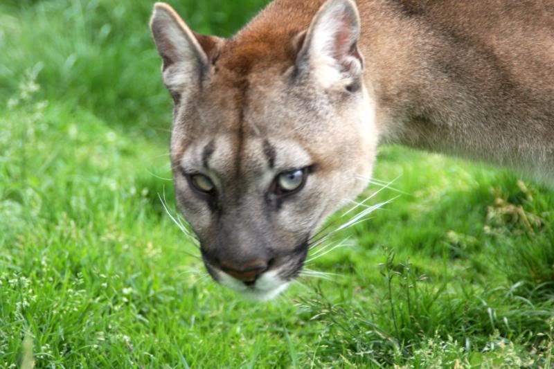 IMAGE: http://i95.photobucket.com/albums/l151/dirtbag-jnr/whf%20ashford/whfashford037.jpg