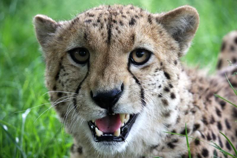 IMAGE: http://i95.photobucket.com/albums/l151/dirtbag-jnr/whf%20ashford/whfashford118.jpg