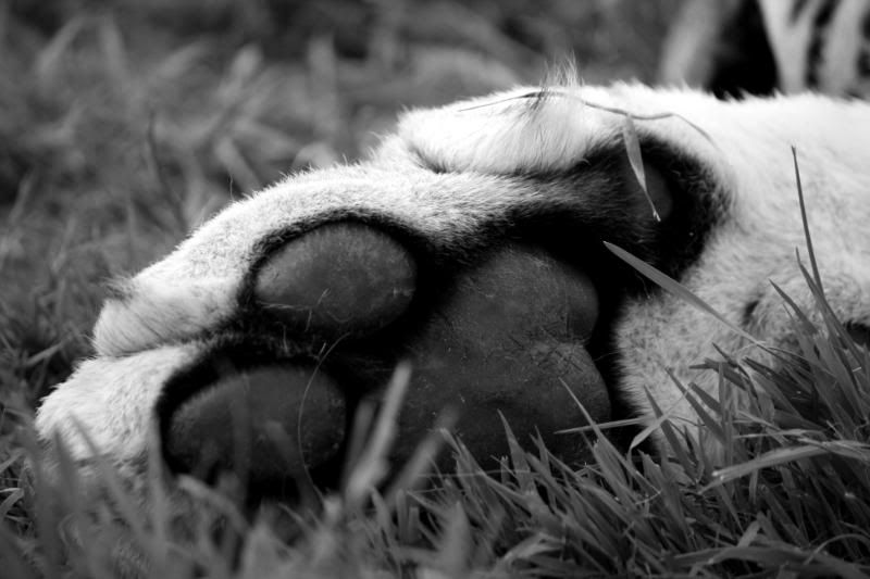 IMAGE: http://i95.photobucket.com/albums/l151/dirtbag-jnr/whf%20ashford/whfashford126.jpg