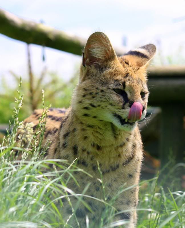 IMAGE: http://i95.photobucket.com/albums/l151/dirtbag-jnr/whf%20ashford/whfashford159.jpg