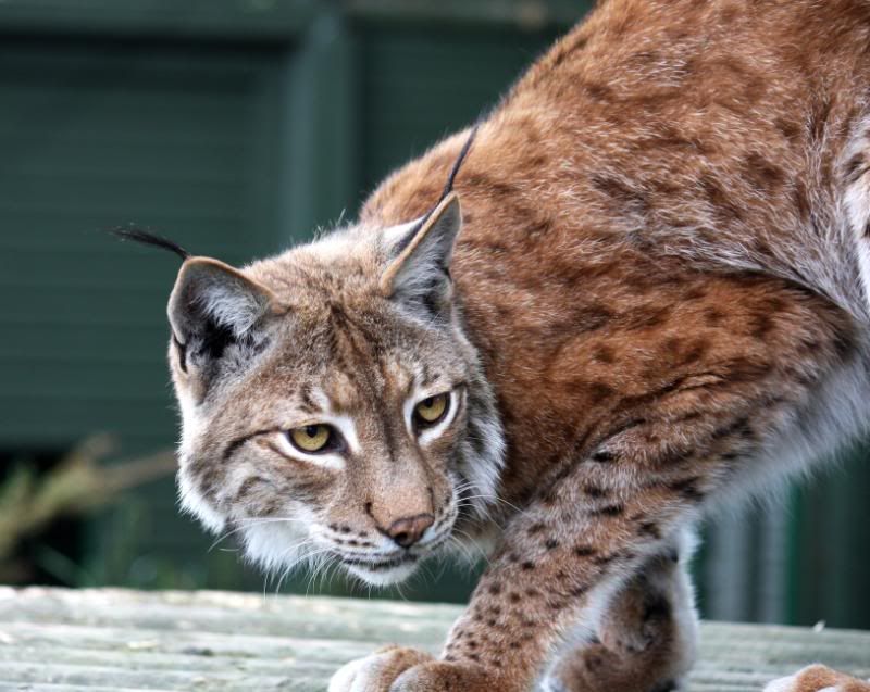 IMAGE: http://i95.photobucket.com/albums/l151/dirtbag-jnr/whf%20ashford/whfashford178.jpg