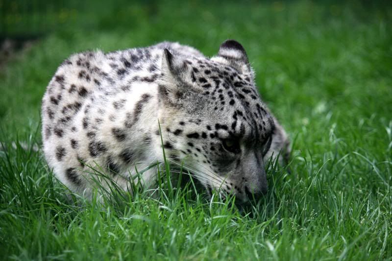 IMAGE: http://i95.photobucket.com/albums/l151/dirtbag-jnr/whf%20ashford/whfashford195.jpg