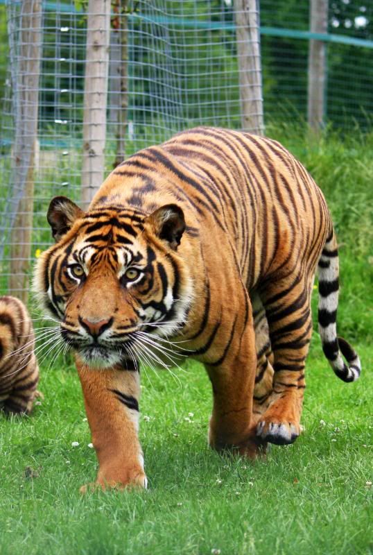 IMAGE: http://i95.photobucket.com/albums/l151/dirtbag-jnr/whf%20ashford/whfashford292.jpg