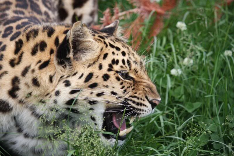 IMAGE: http://i95.photobucket.com/albums/l151/dirtbag-jnr/whf%20ashford/whfashford396.jpg