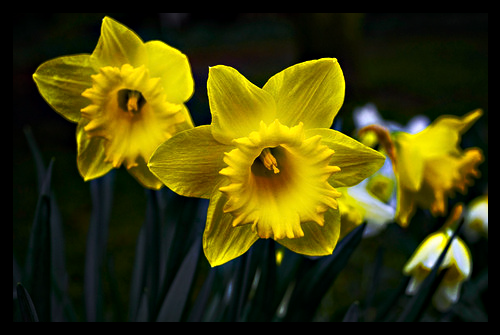[Image: wild_daffodil_flowers_durham_englan.png]