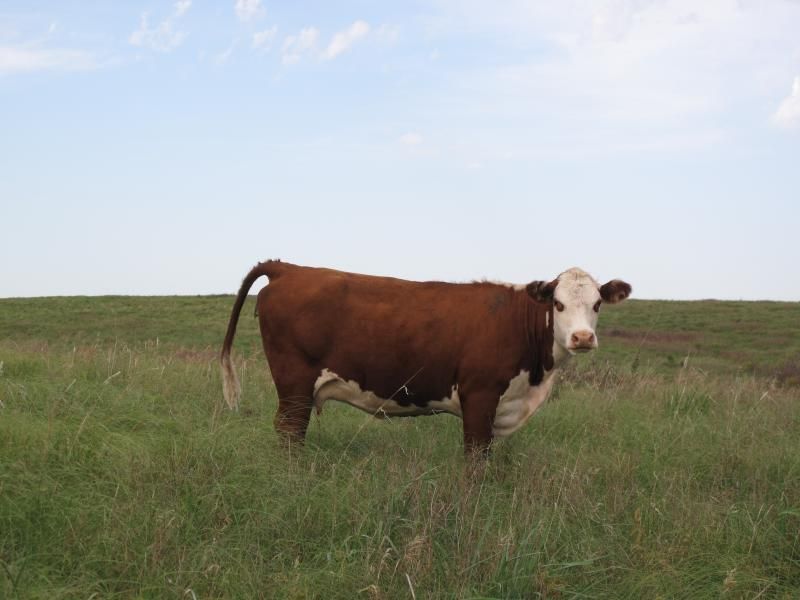 visalia livestock market cattlemens select range bull sale
