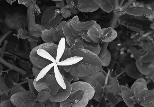 Black and White 5-point flower.png