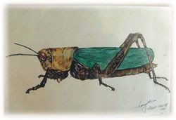 水彩畫-昆蟲