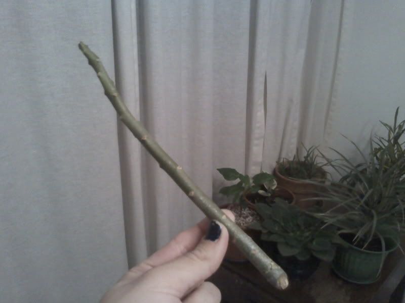 New Desert Rose cutting!