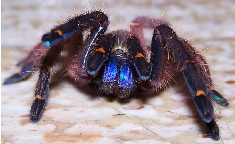 blue fang spider